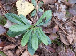 Attēlu rezultāti vaicājumam “Chimaphila umbellata leaf”
