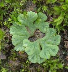 Attēlu rezultāti vaicājumam “Riccia rhenana”