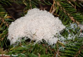 Attēlu rezultāti vaicājumam “Brefeldia maxima spores”