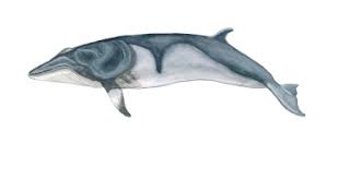 Image result for Balaenoptera acutorostrata