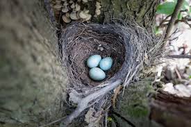 Attēlu rezultāti vaicājumam “Turdus merula nest”