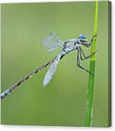 Attēlu rezultāti vaicājumam “Lestes dryas male”