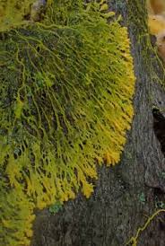 Attēlu rezultāti vaicājumam “Badhamia capsulifera var. arborea spores”