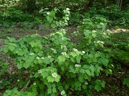 Attēlu rezultāti vaicājumam “Adoxaceae”