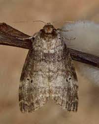 Attēlu rezultāti vaicājumam “Drepanidae”