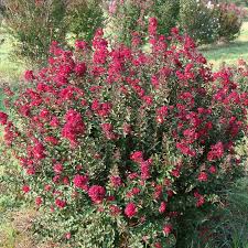 Image result for Lagerstroemia