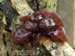 Attēlu rezultāti vaicājumam “Exidia truncata”