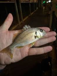 Image result for Pomadasys incisus