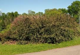 Attēlu rezultāti vaicājumam “Cotoneaster divaricatus fruit”