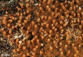 Attēlu rezultāti vaicājumam “Merismodes anomala”