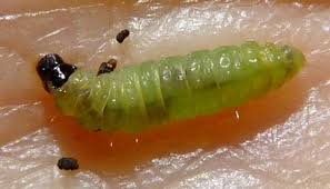 Attēlu rezultāti vaicājumam “Cystiphora sanguinea larva”