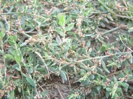 Attēlu rezultāti vaicājumam “Polygonum arenastrum leaf”