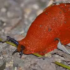 Attēlu rezultāti vaicājumam “Arion rufus”