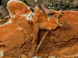 Attēlu rezultāti vaicājumam “Gloeoporus taxicola”