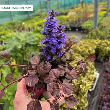 Attēlu rezultāti vaicājumam “Ajuga genevensis leaf”