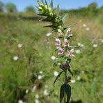 Attēlu rezultāti vaicājumam “Odontites vulgaris fruit”