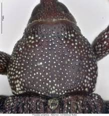 Attēlu rezultāti vaicājumam “Pissodes piniphilus”