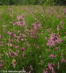 Attēlu rezultāti vaicājumam “Lychnis flos-cuculi fruit”