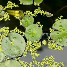 Attēlu rezultāti vaicājumam “Lemna minor”