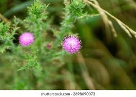 Image result for pohon semalu images