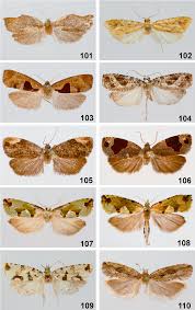 Attēlu rezultāti vaicājumam “Tortricidae”