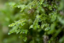 Attēlu rezultāti vaicājumam “Neckera”