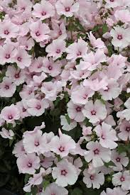 Image result for Lavatera trimestris