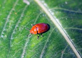 Attēlu rezultāti vaicājumam “Erotylidae”