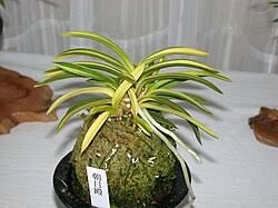 Attēlu rezultāti vaicājumam “Sphagnum austinii sporophyte”