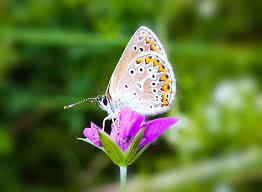 Attēlu rezultāti vaicājumam “Eumedonia eumedon”