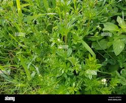 Attēlu rezultāti vaicājumam “Galium rivale”