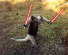 Anteaters Are F-ing Awesome! | SMOSH