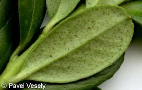 Attēlu rezultāti vaicājumam “Vaccinium vitis-idaea leaf”