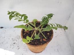 Attēlu rezultāti vaicājumam “Centaurea scabiosa leaf”