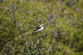 Image result for Oenanthe hispanica