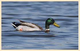 Attēlu rezultāti vaicājumam “Anas platyrhynchos male”