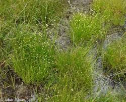 Attēlu rezultāti vaicājumam “Rhynchospora alba leaf”