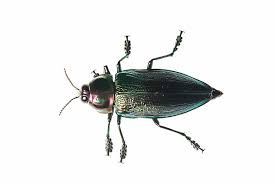 Attēlu rezultāti vaicājumam “Ctenicera pectinicornis male”