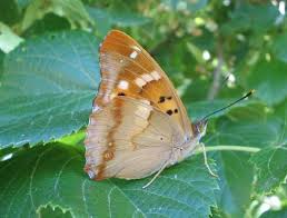 Attēlu rezultāti vaicājumam “Apatura ilia underside”