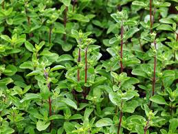 Image result for Majoran