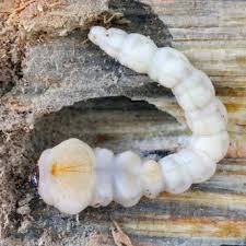 Attēlu rezultāti vaicājumam “Proutia betulina larva”