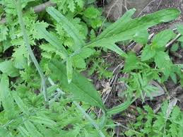 Attēlu rezultāti vaicājumam “Sisymbrium altissimum leaf”