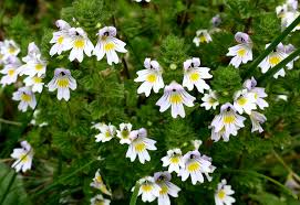 Attēlu rezultāti vaicājumam “Euphrasia”