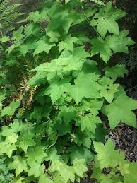 Attēlu rezultāti vaicājumam “Rubus parviflorus leaf”