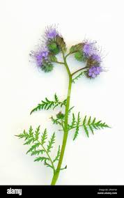 Attēlu rezultāti vaicājumam “Phacelia tanacetifolia leaf”