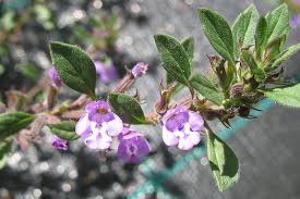 Attēlu rezultāti vaicājumam “Acinos arvensis leaf”