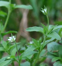 Attēlu rezultāti vaicājumam “Moehringia trinervia bud”