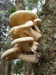 Attēlu rezultāti vaicājumam “Gloeophyllum abietinum”