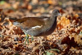 Attēlu rezultāti vaicājumam “Gallinula chloropus juvenile”