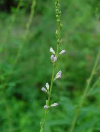 Attēlu rezultāti vaicājumam “Diderma cingulatum sessile”